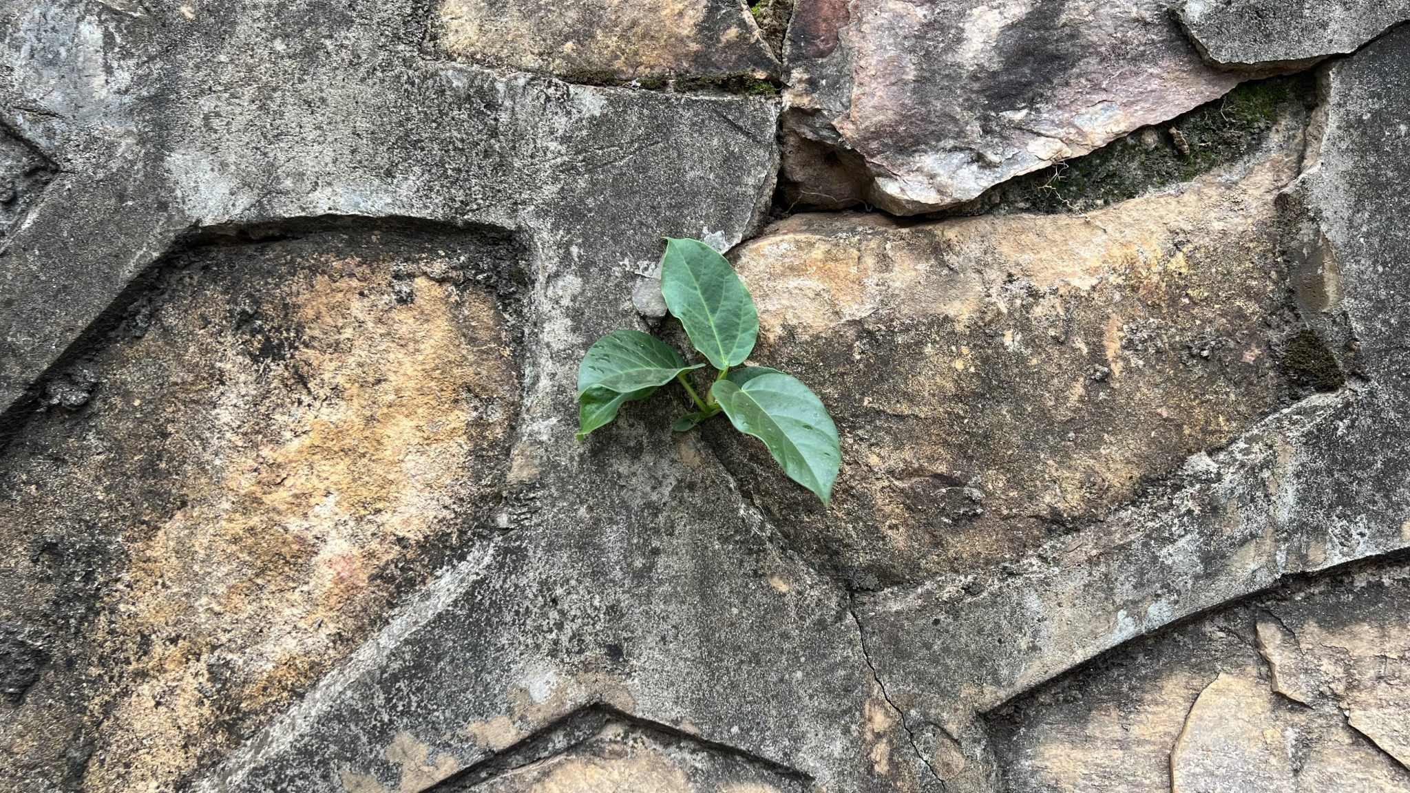 Pequena planta verde brotando de uma fresta entre pedras de um muro