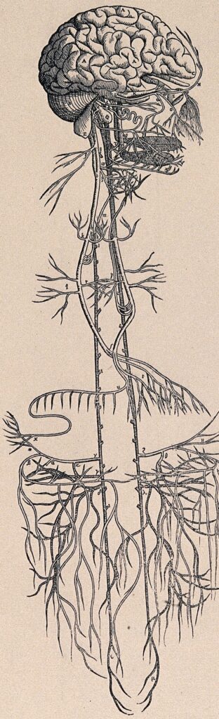 Gravura de Vesalius mostrando o cérebro em perfil e o trajeto do nervo vago descendo pelo corpo até os órgãos